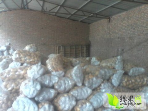 2014年河南通许荷兰十五价格