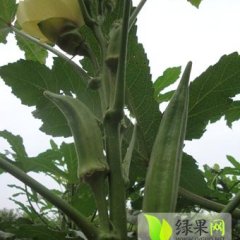 山东费县黄秋葵种植面积有600余亩