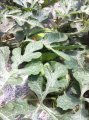 湖北麒麟西瓜6-1-月大量供应