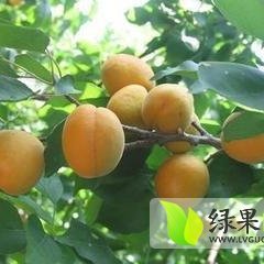 陕西大荔凯特杏：范家镇张百强