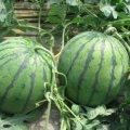 河北保定京欣西瓜已经大量上市，今日特价5毛，
