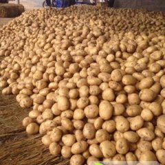河北昌黎中薯，早大白，土豆已经上市