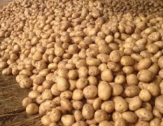 河北昌黎中薯，早大白，土豆已经上市
