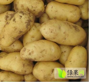 2015年山东滕州荷兰十五价格