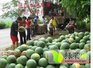 2014年陕西大荔8424西瓜价格