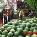 陕西大荔8424现在已经成熟了