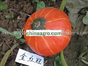 河北赞皇金红冠南瓜：许亭乡张明