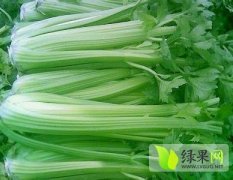 山东阳谷法国皇后芹菜 保证质量 价格合理