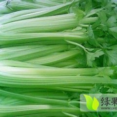 山东阳谷法国皇后芹菜 保证质量 价格合理