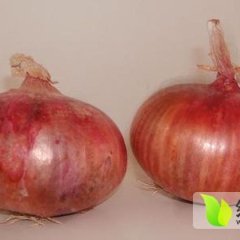 山东单县红皮洋葱品种优良 大量供应中
