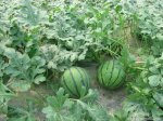 陕西大荔万亩京欣西瓜新鲜上市