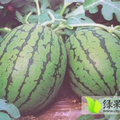 陕西蒲城京欣西瓜今日价格0.8 -0.85