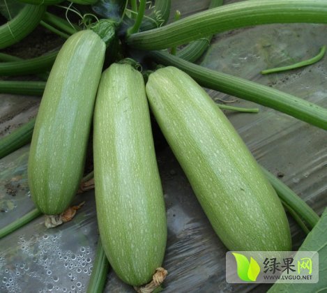 2014年山东博兴翡翠一号价格