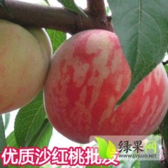 陕西礼泉7月初大量供应
