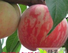 陕西礼泉7月初大量供应"纸袋沙红桃