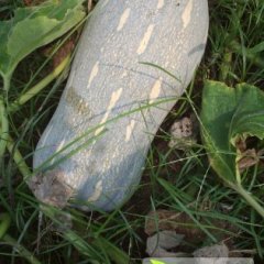 海南金韩密本南瓜