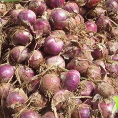 陕西华县紫皮洋葱已经上市