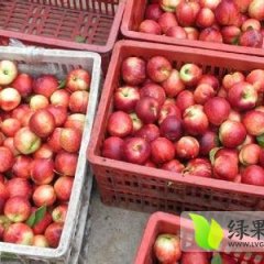 蒲城中油5号油桃产地直销 片红了