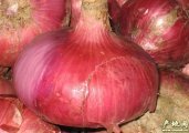 山东莘县红皮洋葱适合库存 量大