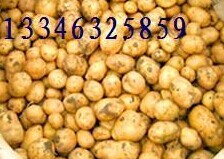 山东滕州迷你小土豆：界河镇生民