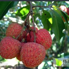 广东阳西早熟妃子笑已经上市