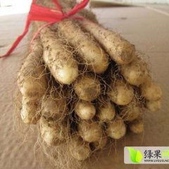 河北蠡县铁棍山药：留史镇东东