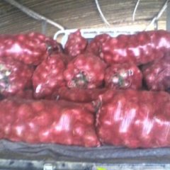 山东安丘红皮洋葱产地交通便利 商品质量高