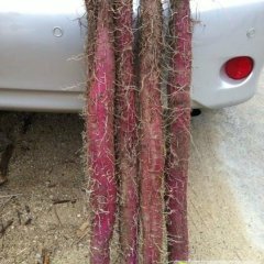 江西大余紫山药：黄龙镇曹建福