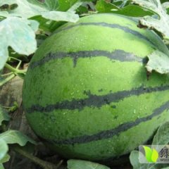 辽宁凌海西瓜便宜了