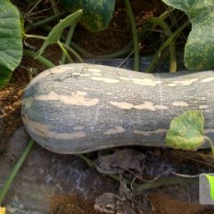 坛洛早熟密本南瓜大量上市