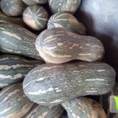 供应早熟南瓜,4毛左右!!