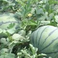 莘县董杜庄镇西瓜蔬菜基地西瓜5月1日上市
