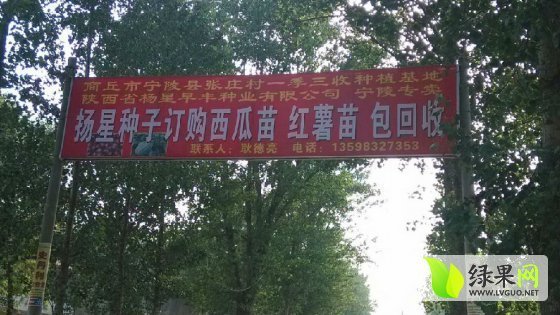 2014年河南宁陵红皮洋葱价格