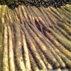 河北蠡县麻山药：曲地齐