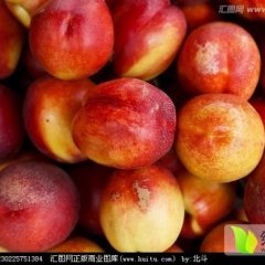 山东平邑中油4号 中油5，曙光，大红桃等多种品种