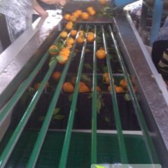 湖南江永夏橙货源少了 价格猛涨