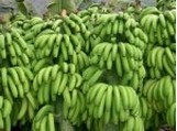 广东徐闻长期代购巴西香蕉 质量保证