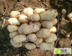 供应精选优质马铃薯种 沙土地种植