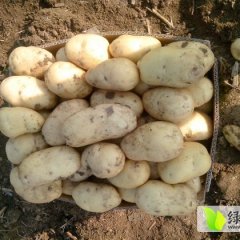 供应精选优质马铃薯种 沙土地种植