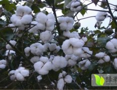 鲁棉棉花种子价格新疆农科院基地进口棉花种子销售