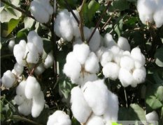 2014春季脱毒新疆棉花种子价格行情中棉所47