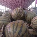 本地区常年种植西瓜 有京欣西瓜，抗风三号