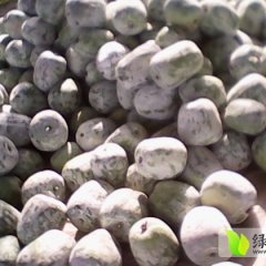 山东聊城【莘县一串铃小冬瓜】：董杜庄刘长华