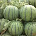 陕西蒲城京欣西瓜今年种植面积大 价格合理
