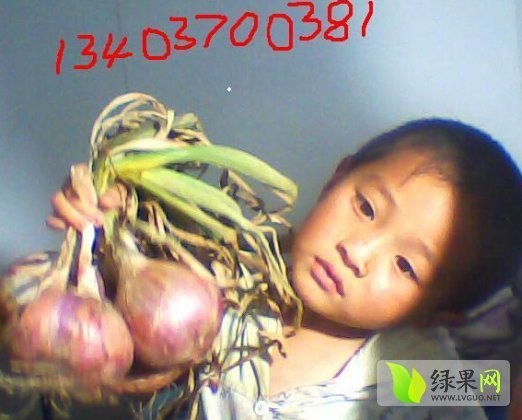 2013年河南宁陵红皮洋葱价格