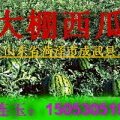 山东成武华欣863西瓜正是上市高峰期