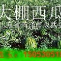 山东成武神州7西瓜刚上市两天