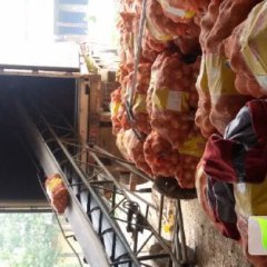 江苏沛县产地供应黄皮洋葱