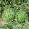 安徽石湖西瓜市场今年大量种植客欣008西瓜