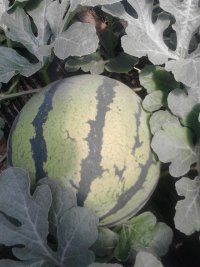 辽宁凌海京欣西瓜